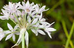 Meadow garlic